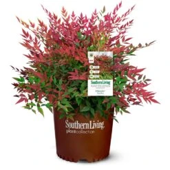Obsession™ Nandina Shrub 14 Obsession™ Nandina Shrub -GreenNest Shop Nandina Obsession 4