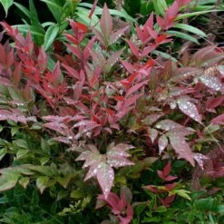 Obsession™ Nandina Shrub 13 Obsession™ Nandina Shrub -GreenNest Shop Nandina Obsession 5 BB