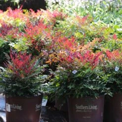 Obsession™ Nandina Shrub 15 Obsession™ Nandina Shrub -GreenNest Shop Nandina Obsession 7 BB