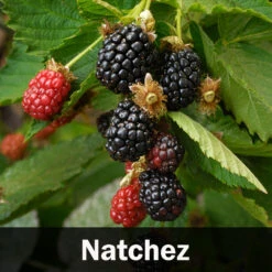 3-in-1 Blackberry Bush 12 3-in-1 Blackberry Bush -GreenNest Shop Natchez Blackberry