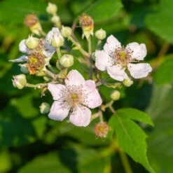 Navaho Blackberry -GreenNest Shop Navaho Blackberry 1