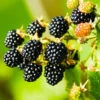 Navaho Blackberry 2 Navaho Blackberry -GreenNest Shop Navaho Blackberry BB 600x600 f8ee1c79 775d 423d b170 5d9f14540633