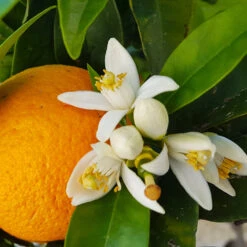 Navel Orange Tree -GreenNest Shop Navel Orange 4 36435461 108a 477f 9cef 2c3597d440b3