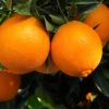Navel Orange Tree -GreenNest Shop Navel Orange BB 600x600 2b8f501c 58d1 4325 bc72 f510a69c4e8c
