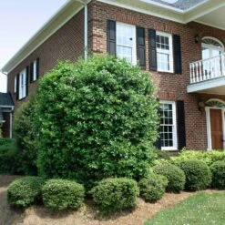 Nellie Stevens Holly Tree 12 Nellie Stevens Holly Tree -GreenNest Shop Nellie Stevens Holly 4 BB cdfcd011 03cc 46f6 b5b8 a67c7f3eb3ea