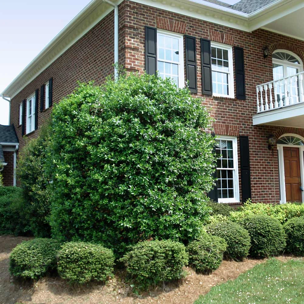 Nellie Stevens Holly Tree 7 Nellie Stevens Holly Tree - Image 5