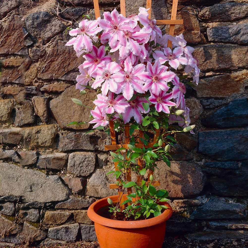 Nelly Moser Clematis Vine 5 Nelly Moser Clematis Vine - Image 3