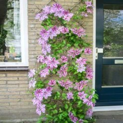 Nelly Moser Clematis Vine 11 Nelly Moser Clematis Vine -GreenNest Shop Nely Moser Clematis 4 BB