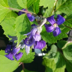 New Love Clematis Shrub -GreenNest Shop New Love clematis 1