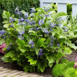 New Love Clematis Shrub -GreenNest Shop New Love clematis 5