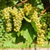 Niagara Grape Vine