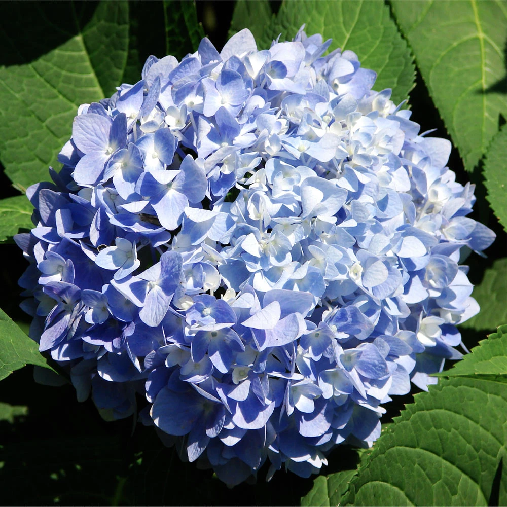Nikko Blue Hydrangea Shrub 5 Nikko Blue Hydrangea Shrub - Image 3