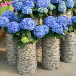 Nikko Blue Hydrangea Shrub 9 Nikko Blue Hydrangea Shrub -GreenNest Shop Nikko Blue Hydrangea 3 BB