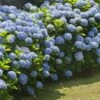 Nikko Blue Hydrangea Shrub -GreenNest Shop Nikko Blue Hydrangea BB 600x600 8302e6a7 cdff 4202 b1f8 31845f77d207