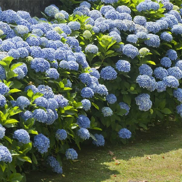 Nikko Blue Hydrangea Shrub 3 Nikko Blue Hydrangea Shrub