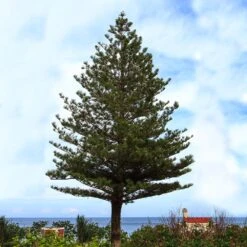 Norfolk Island Pine Tree -GreenNest Shop Norfolk Island Pine 5 BB