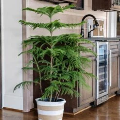 Norfolk Island Pine Tree -GreenNest Shop Norfolk Island Pine 8