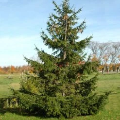 Norway Spruce Tree -GreenNest Shop Norway Spruce 4 BB