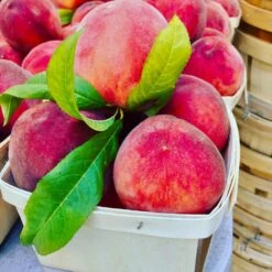 O'Henry Peach Tree -GreenNest Shop OHenry Peach 3