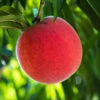 O'Henry Peach Tree -GreenNest Shop OHenry Peach BB 600x600 bffcf584 9930 4161 b654 a353cfc11e47