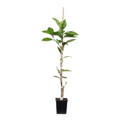 Minneola Tangelo Tree -GreenNest Shop ORG VOG 12 1QT 7a17e14e 318a 45b5 9d52 35121f63fbc8