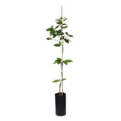 Valencia Orange Tree 16 Valencia Orange Tree -GreenNest Shop ORG VOG 23 C