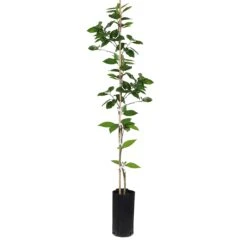 Valencia Orange Tree 17 Valencia Orange Tree -GreenNest Shop ORG VOG 34 C