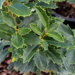 Oak Leaf™ Holly Tree -GreenNest Shop Oak Leaf Holly 3