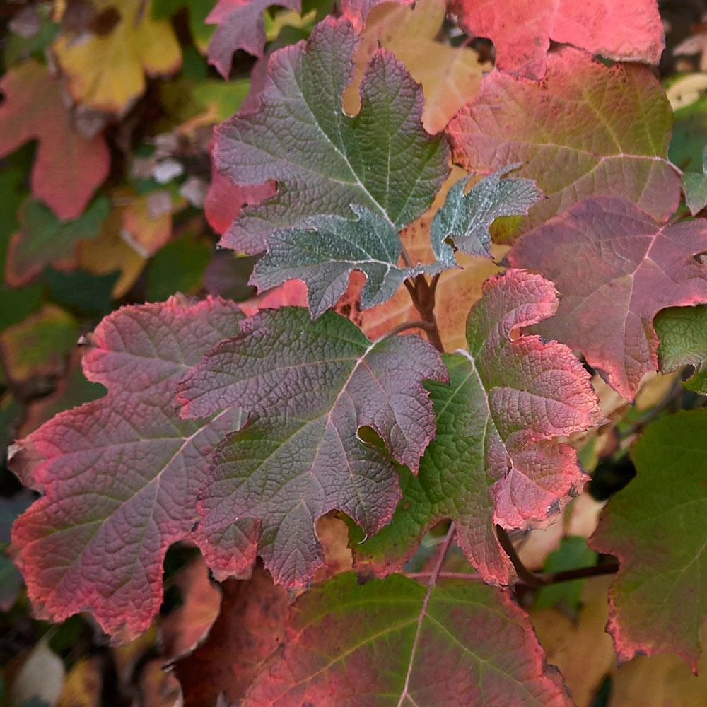 Oakleaf Hydrangea Shrub 5 Oakleaf Hydrangea Shrub - Image 3
