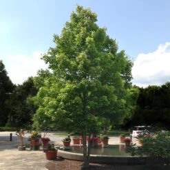 October Glory Maple Tree -GreenNest Shop October Glory Maple 1 BB