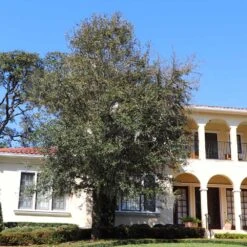 Front Page -GreenNest Shop Oliana Olive 2 4eaef824 44a1 44e5 a25d 844e0dcde670