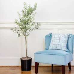 Oliana Olive Tree -GreenNest Shop Oliana olive 1 ef2606b8 f443 41e0 a064 063d8695b3d9
