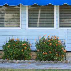 Orange Marmalade Crossandra -GreenNest Shop Orange Marrmelade Crossandra 4