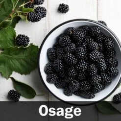 3-in-1 Blackberry Bush 13 3-in-1 Blackberry Bush -GreenNest Shop Osage Blackberry