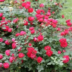 Oso Easy'® Double Red Rose 9 Oso Easy'® Double Red Rose -GreenNest Shop Oso Double Red Rose 1