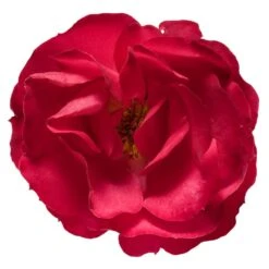 Oso Easy'® Double Red Rose 10 Oso Easy'® Double Red Rose -GreenNest Shop Oso Double Red Rose 3