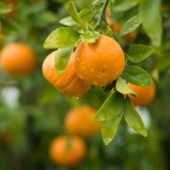 Owari Satsuma Tree -GreenNest Shop Owari Satsuma Mandarin 4 BB