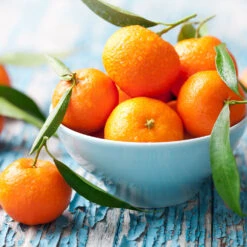 Owari Satsuma Tree -GreenNest Shop Owari Satsuma Mandarin 5 BB