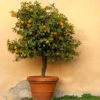 Owari Satsuma Tree 2 Owari Satsuma Tree -GreenNest Shop Owari Satsuma Mandarin BB 600x600 ab81f485 4297 485d bd67 69f5b8f5b009