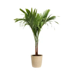 Christmas Palm Tree 18 Christmas Palm Tree -GreenNest Shop PAL CHR 23 3 delilah beige