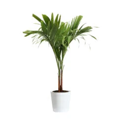 Christmas Palm Tree 19 Christmas Palm Tree -GreenNest Shop PAL CHR 23 3 delilah white