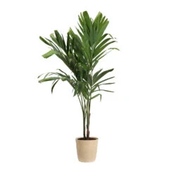 Christmas Palm Tree 21 Christmas Palm Tree -GreenNest Shop PAL CHR 34 3 delilah beige