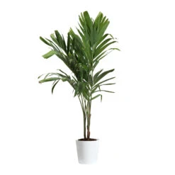 Christmas Palm Tree 22 Christmas Palm Tree -GreenNest Shop PAL CHR 34 3 delilah white