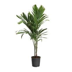 Christmas Palm Tree 23 Christmas Palm Tree -GreenNest Shop PAL CHR 34 3 standard pot