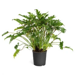 Xanadu Philodendron (Winterbourn) Plant 15 Xanadu Philodendron (Winterbourn) Plant -GreenNest Shop PHL XAN3