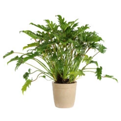 Xanadu Philodendron (Winterbourn) Plant 17 Xanadu Philodendron (Winterbourn) Plant -GreenNest Shop PHL XAN3 BEIGEDELILAH