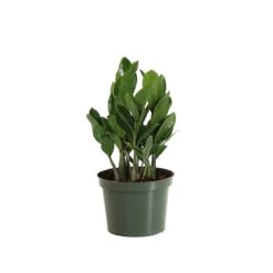 ZZ Plant -GreenNest Shop PLA ZZP.6