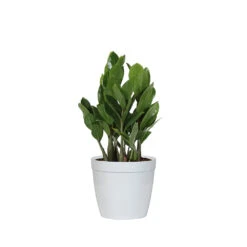ZZ Plant -GreenNest Shop PLA ZZP.6 delilah white da005efa b098 40b3 8b36 4496190034d6