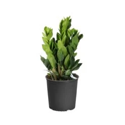 ZZ Plant -GreenNest Shop PLA ZZP3