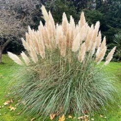 Pampas Grass -GreenNest Shop Pampas Grass 1 BB